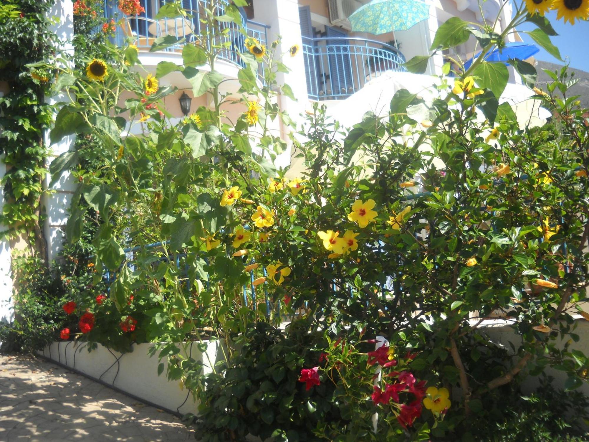 Olive Bay Hotel Ajía Effimía Kültér fotó